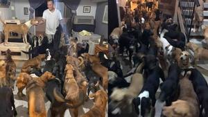 Por el huracán 'Delta' un hombre resguarda a 300 perros en su casa