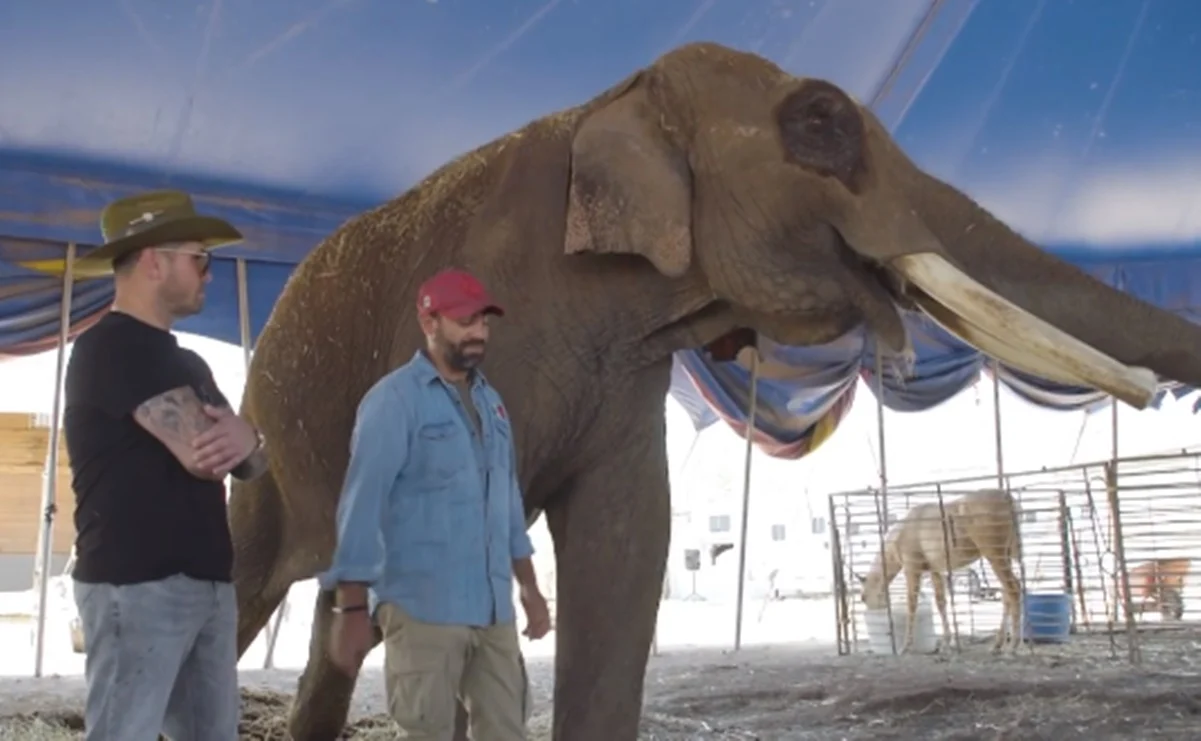 Acusan a Arturo Islas de 'armar circo' en rescate de elefante Big Boy
