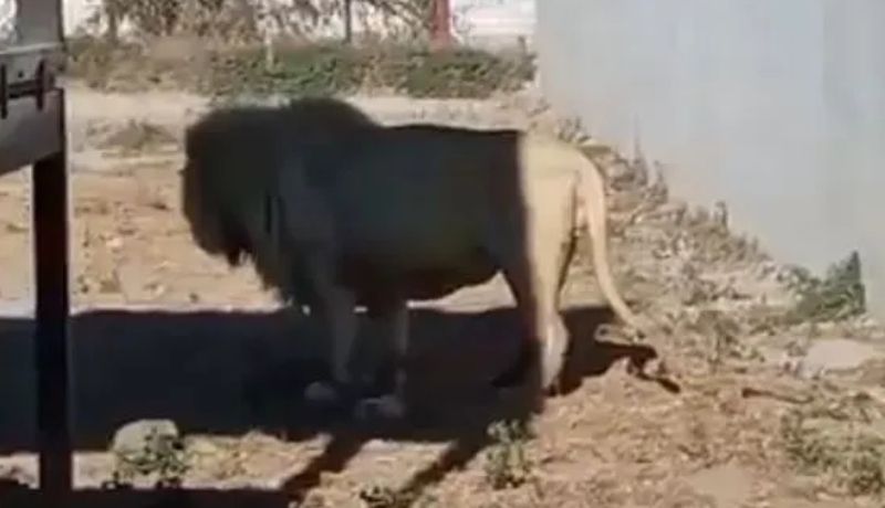 Acusan de negligencia al zoológico Tuzoofari tras canibalismo entre leones
