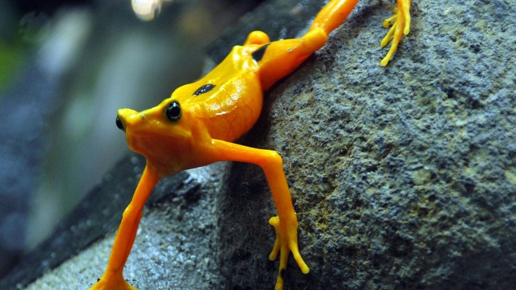 Una nueva especie de rana fue descubierta en los bosques montanos de Perú