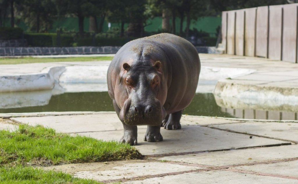 Muere hipopótama de 50 años en Zoológico de San Juan de Aragón