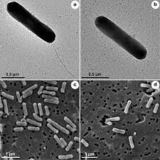 Microbio marino que produce oxígeno en la oscuridad es descubierto recientemente