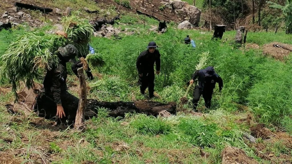 Honduras decomisa cultivos de hoja de coca y laboratorio para procesar drogas