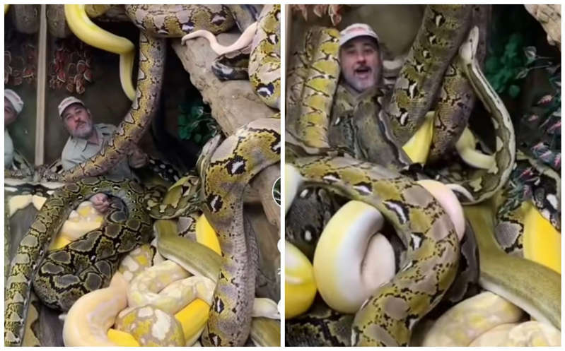 VIDEO: Hombre entra a aparador lleno de serpientes gigantes y es aplastado por ellas