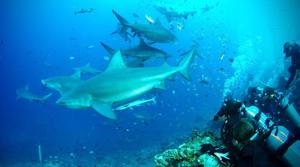 Colombia incauta 180 kilos de pesca ilegal de tiburón, pez dorado y marlin