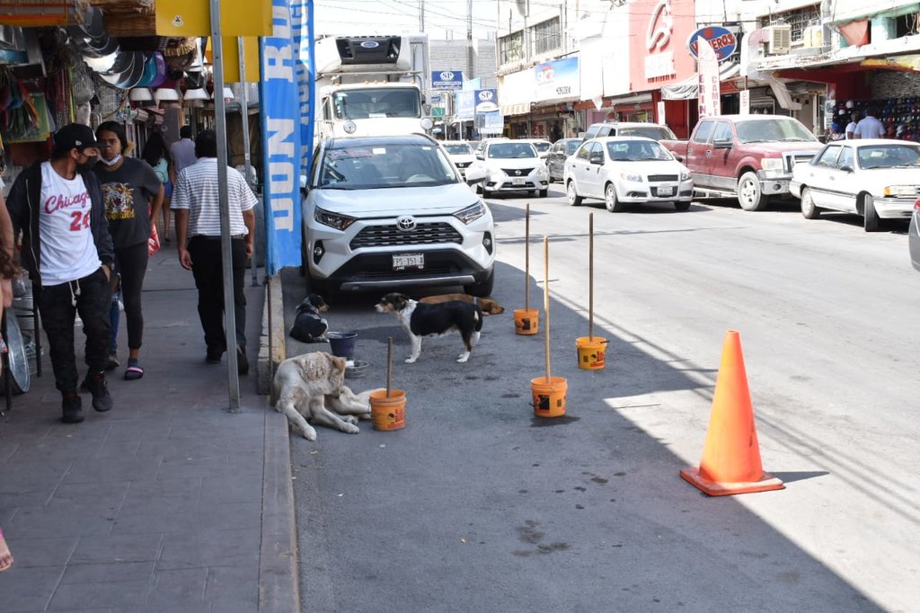Jauría de perros en la zona comercial de Monclova