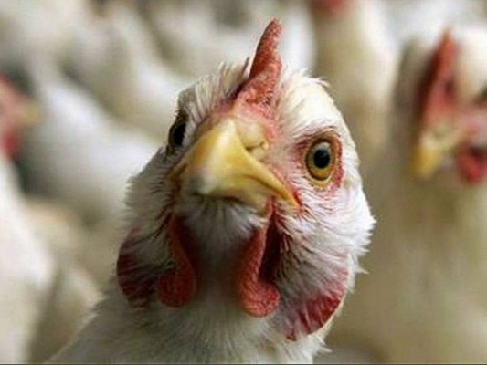 El Servicio Nacional de Sanidad detecta gripe aviar en granjas de Coahuila y Durango
