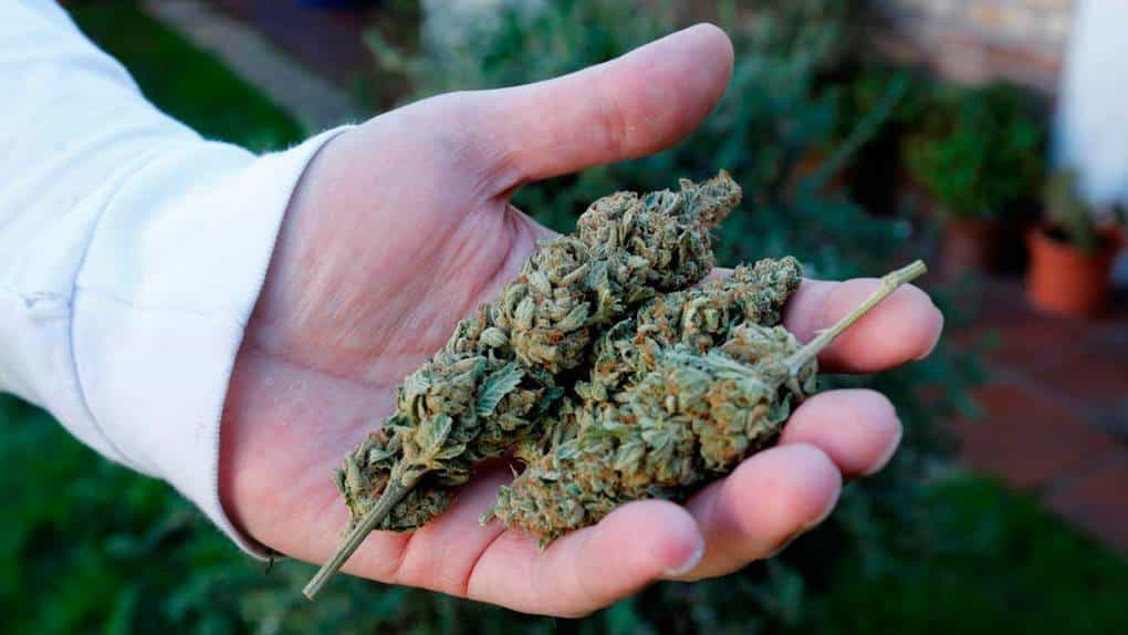 Sentencia de la Corte no implica legalización de cannabis: Senado