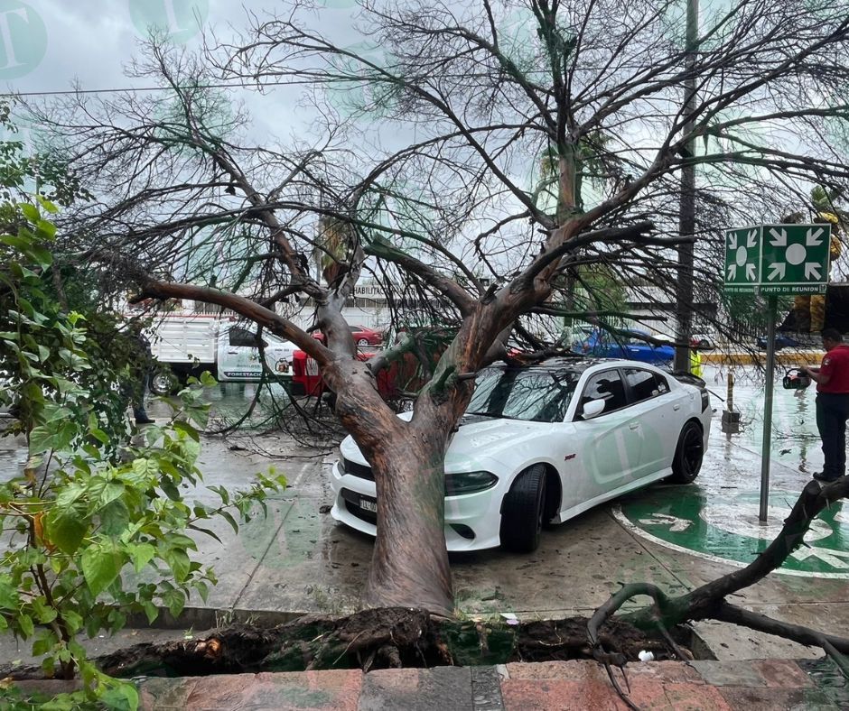 Brindan apoyo a propietarios de automóvil dañado por la caída de un árbol en Monclova 