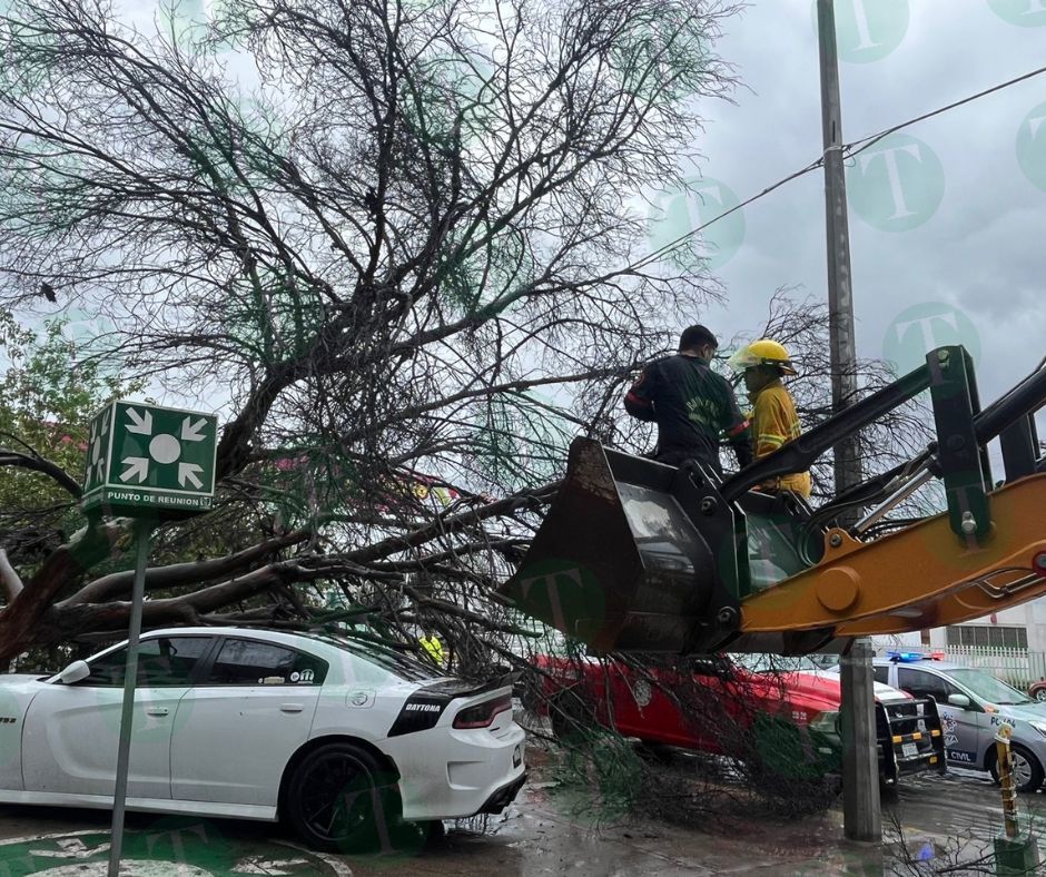 Brindan apoyo a propietarios de automóvil dañado por la caída de un árbol en Monclova 